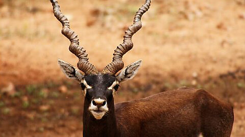 How The Blackbuck Speed Make Them Out Run Anything