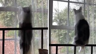 Cat sits on windowsill to watch the birds