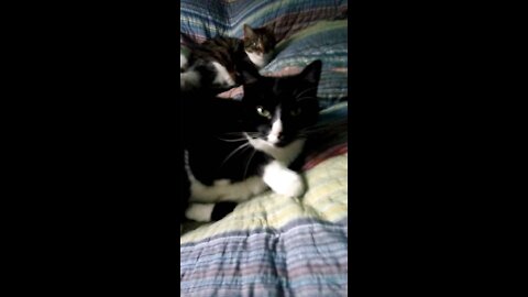 Another boring video of our cats lazing in the bed