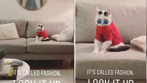 Fashion Cat Ever