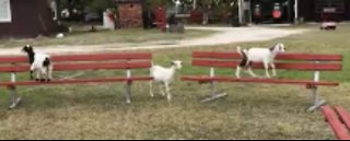 Cute Goats with Excellent Sensory Motor Skills
