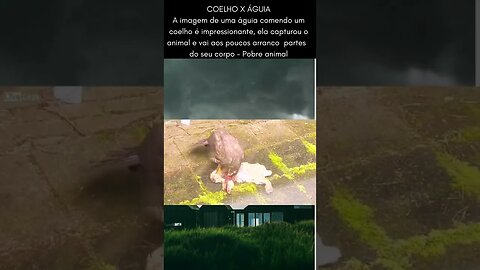 Aguia ataca coelho e arranca seus pedaços - Pobre animal