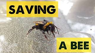 Dying bee rescued by compassionate human