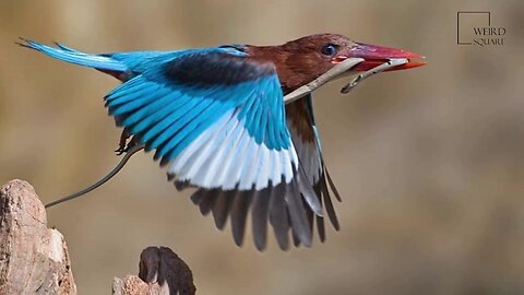 Interesting facts about white throated kingfisher by weird square