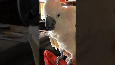 Parot Tells them to Shut up.