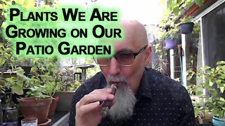 Some of the Plants We Are Growing on Our Patio Garden [ASMR]