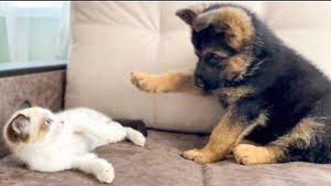 Baby German Sephard and kitten playing together