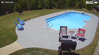 Vaca em fuga cai dentro de piscina!