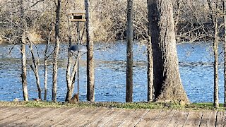 DOVE'S, PECKER'S, CARDINAL'S, AND SQUIRREL'S AT THE FEEDER