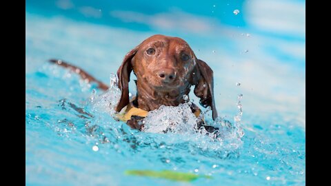 Teaching different Dogs How To Swim faster!