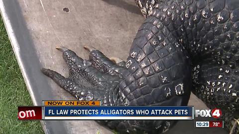 Gator kills Florida service dog, law says pet owner could kill gator
