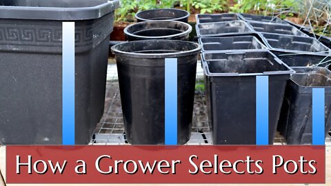 How a Professional Grower Selects Pots & Trays