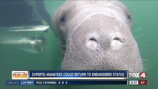 Experts: Manatees could return to endangered status
