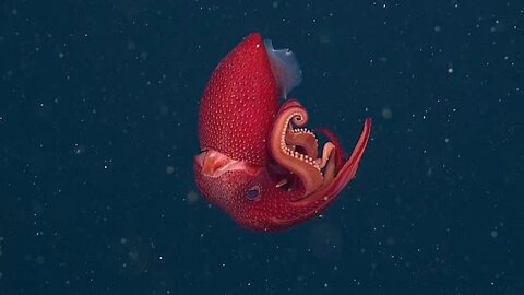 Strawberry squid