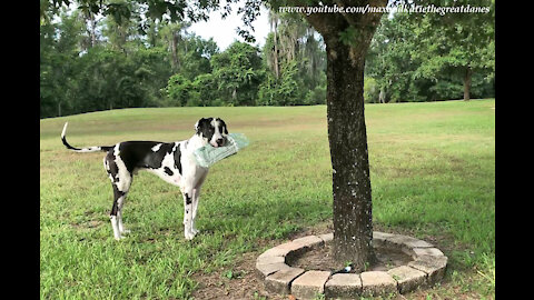 Great Dane happily delivers the Sunday newspaper