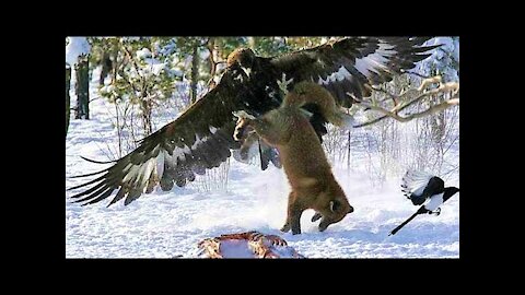 ROYAL EAGLE - a winged assassin attacking people and wolves! The golden eagle against the fox!