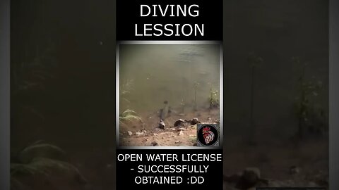 Catfish took bird for diving licence 🌊 😂
