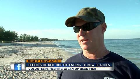Dead fish from red tide now showing up as far north as Holmes Beach in Bradenton