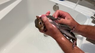 Squirrel bath