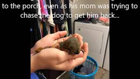 Reuniting Lost Baby Squirrel With His Mom ❤