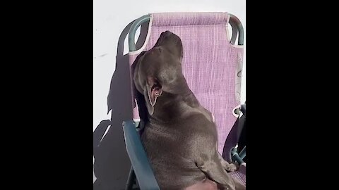 Super chill pup naps on lounge chair