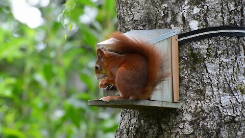 Squirrel Eating HD