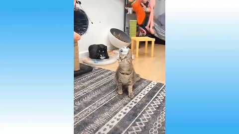 Funny 🤣 cats and dogs Full Funny Videos