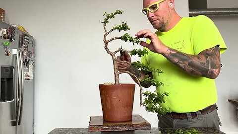 Trimming and wiring a cascade / windswept bonsai