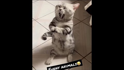 Best Funny Animal Videos of 2022😂Funniest Animal Cat& Dog 2022😹#shorts #funny #cat #comedy #whatsapp