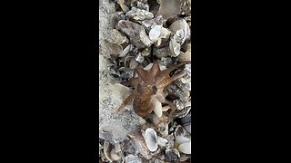 Rescuing A Baby Octopus & Scallop While Enjoying A Yellow-Crowned Night Heron Before Some Rain 4K