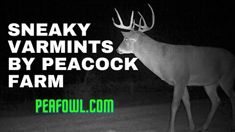 Sneaky Varmints By Peacock Farm, Peacock Minute peafowl.com