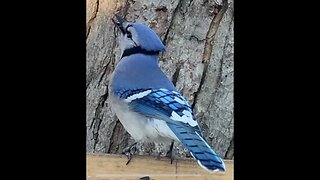 Canadian Song Birds STREAMING LIVE Appin Ontario Canada, Please enjoy.