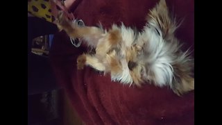 Dog goes CRAZY for Tummy Tickles