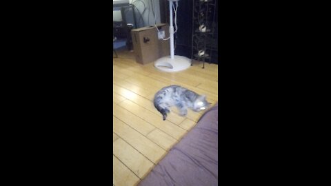 Lovey cat rolling around funny