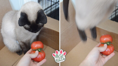 Cat gets scared by ugly tomato