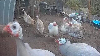 Compilation. Free range Guinea fowl