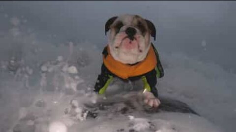 Ce chien se remet au surf avec l'ouverture des plages