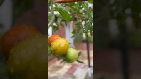 Tomato plants after the first rain in the summer in the garden. #shorts