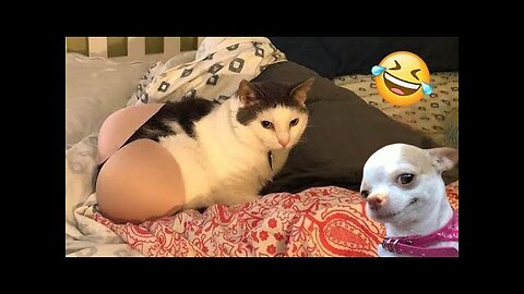 Best Funny Cat Videos 2024 || Funny cat and dog video