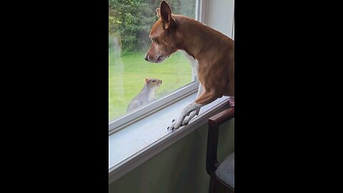 Squirrel Riles Up My Dog In His Quest For A Snack