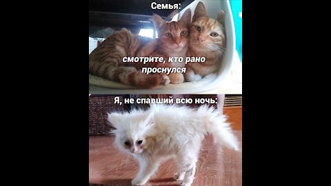 КОШКИ 2021 Смешные Кошки Приколы Кошками и котами Funny Cats 2021