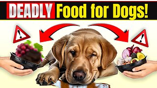 15 Household Foods That Will Kill Your Dog