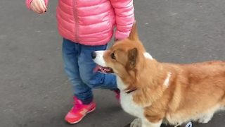 Smart corgi flawlessly rides skateboard