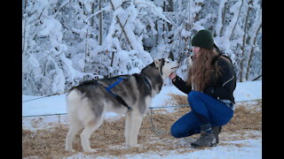 Huskies Dog Sledding with Pickup and Photos Service in Fairbanks, Alaska