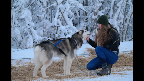 Huskies Dog Sledding with Pickup and Photos Service in Fairbanks, Alaska