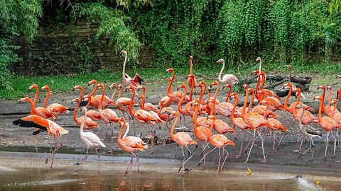 Caribbean Flamingos, Sony A1/Sony Alpha1, 4k Frame Animation