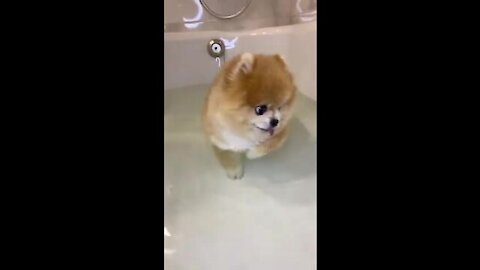 Cutest dogs bathing.