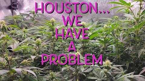 Houston... We Have a Problem #marshydro #TSW2000 # rootedleaf