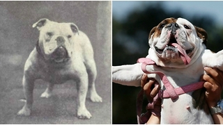 If You Traveled Back in Time, You Wouldn't Recognize Your Dog