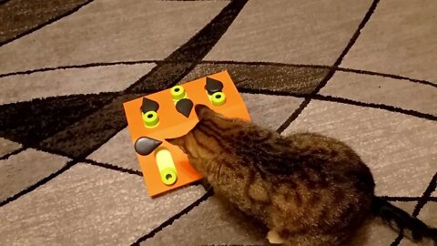 Cat Figures out Puzzle - Amazing